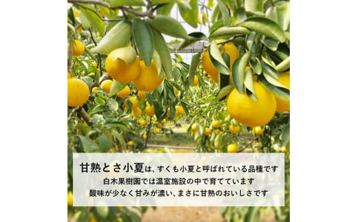 ＜先行予約＞甘熟とさ小夏 約5kg S～Lサイズ 特選品 贈答用 果物 柑橘 フルーツ こなつ 小夏 すくも小夏 宿毛小夏 日向夏 ニューサマーオレンジ みかん 高知県 土佐市 お取り寄せ 産地直送 おいしい 美味しい