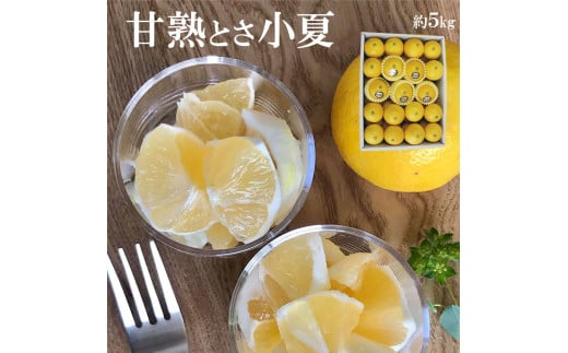 ＜先行予約＞甘熟とさ小夏 約5kg S～Lサイズ 特選品 贈答用 果物 柑橘 フルーツ こなつ 小夏 すくも小夏 宿毛小夏 日向夏 ニューサマーオレンジ みかん 高知県 土佐市 お取り寄せ 産地直送 おいしい 美味しい