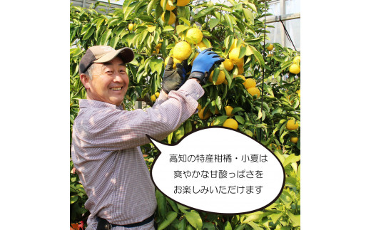 ＜先行予約＞甘熟とさ小夏 約5kg S～Lサイズ 特選品 贈答用 果物 柑橘 フルーツ こなつ 小夏 すくも小夏 宿毛小夏 日向夏 ニューサマーオレンジ みかん 高知県 土佐市 お取り寄せ 産地直送 おいしい 美味しい