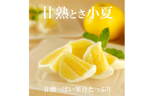 ＜先行予約＞甘熟とさ小夏 約5kg S～Lサイズ 特選品 贈答用 果物 柑橘 フルーツ こなつ 小夏 すくも小夏 宿毛小夏 日向夏 ニューサマーオレンジ みかん 高知県 土佐市 お取り寄せ 産地直送 おいしい 美味しい