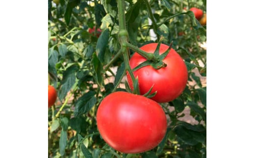 ＜2026年1月下旬～発送＞旬の濃旨フルーツトマト3kg 糖度8～10度 大小混合 詰め合わせ フルーツトマト ふるーつとまと とまと トマト 桃太郎 甘い 濃厚 美味しい 箱詰め 