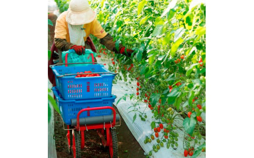 ＜2026年1月下旬～発送＞旬の濃旨フルーツトマト3kg 糖度8～10度 大小混合 詰め合わせ フルーツトマト ふるーつとまと とまと トマト 桃太郎 甘い 濃厚 美味しい 箱詰め 