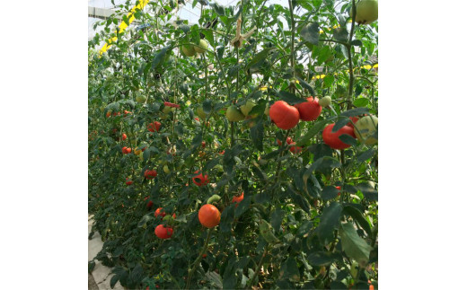 ＜2026年1月下旬～発送＞旬の濃旨フルーツトマト3kg 糖度8～10度 大小混合 詰め合わせ フルーツトマト ふるーつとまと とまと トマト 桃太郎 甘い 濃厚 美味しい 箱詰め 