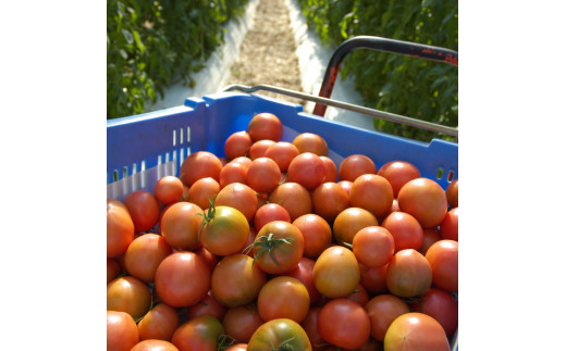 ＜2026年1月下旬～発送＞旬の濃旨フルーツトマト3kg 糖度8～10度 大小混合 詰め合わせ フルーツトマト ふるーつとまと とまと トマト 桃太郎 甘い 濃厚 美味しい 箱詰め 