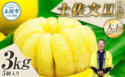 【果樹園直送】土佐文旦 特選品贈答用 約3kg 3L～4Lサイズ 5個入り 大玉 ぶんたん ブンタン フルーツ 柑橘 みかん 果物 くだもの 柑橘類 デザート おやつ 贈り物 プレゼント 白木果樹園
