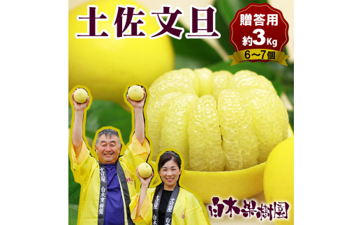 【果樹園直送】土佐文旦 特選品贈答用 約3kg L～2Lサイズ 6～7個入り ぶんたん ブンタン フルーツ 柑橘 みかん 果物 くだもの 柑橘類 デザート おやつ 贈り物 プレゼント 白木果樹園
