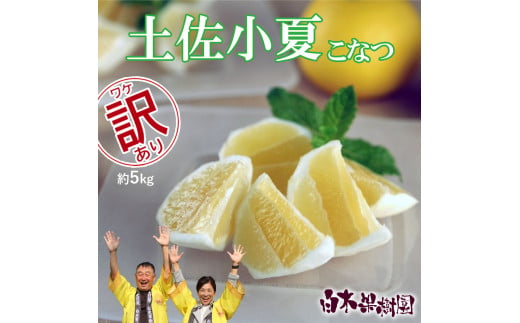 先行予約　＜白木果樹園＞ 土佐小夏 訳ありご家庭用 約5kg 5キロ こなつ 柑橘 かんきつ 柑橘類 フルーツ 日向夏 ニューサマーオレンジ 西内小夏 果物 くだもの 果実 デザート おやつ ジュース ジャム 美味しい ご自宅用 訳アリ