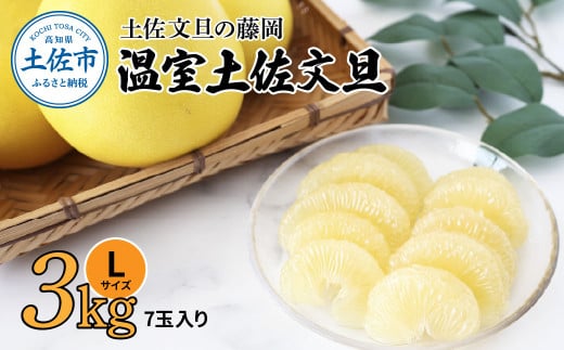 【先行予約】温室土佐文旦 3kg (7玉入り Lサイズ) 〈2026年11月下旬から発送〉/ ぶんたん ブンタン 3キロ 小玉 フルーツ 柑橘 みかん 果物 くだもの 柑橘類 文旦 デザート お取り寄せ おいしい 土佐文旦の藤岡 食品 国産