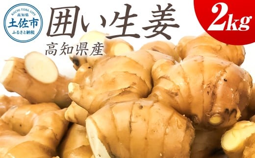 囲生姜 2kg 2キロ しょうが ショウガ 新鮮野菜 野菜 お取り寄せ 美味しい 料理 生姜焼き 薬味 調味料 新鮮 国産 日本産 ジンジャー 常温 配送