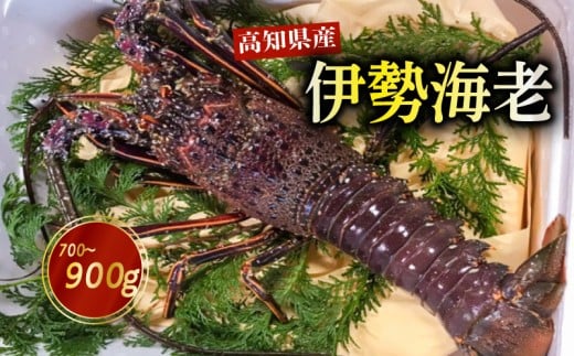 活き 伊勢海老 高知県産 700g～900g NS011 ( えび エビ いせえび 高級 鮮魚 イセエビ 海鮮 魚介 刺身 焼き物 汁物 ギフト 贈答 贈り物 祝い 歳暮 中元 高知 天然 海の幸 高知県 須崎市 )