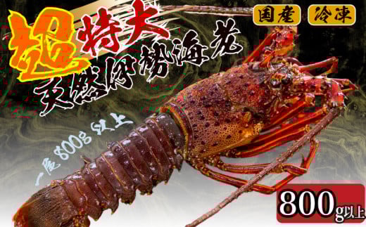 【2026年4月より順次配送】超特大 伊勢海老 800g以上 1尾 冷凍 ( 超特大サイズ 急速冷凍 えび エビ 高級 鮮魚 海鮮 魚介 刺身 焼き物 汁物 ギフト 贈答 贈り物 祝い 歳暮 中元 ) IKY043-all