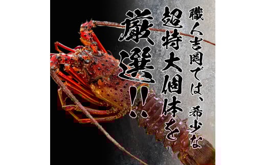 【2026年4月より順次配送】超特大 伊勢海老 800g以上 1尾 冷凍 ( 超特大サイズ 急速冷凍 えび エビ 高級 鮮魚 海鮮 魚介 刺身 焼き物 汁物 ギフト 贈答 贈り物 祝い 歳暮 中元 ) IKY043-all