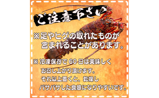 【2026年4月より順次配送】超特大 伊勢海老 800g以上 1尾 冷凍 ( 超特大サイズ 急速冷凍 えび エビ 高級 鮮魚 海鮮 魚介 刺身 焼き物 汁物 ギフト 贈答 贈り物 祝い 歳暮 中元 ) IKY043-all