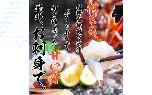 【2026年4月より順次配送】超特大 伊勢海老 800g以上 1尾 冷凍 ( 超特大サイズ 急速冷凍 えび エビ 高級 鮮魚 海鮮 魚介 刺身 焼き物 汁物 ギフト 贈答 贈り物 祝い 歳暮 中元 ) IKY043-all