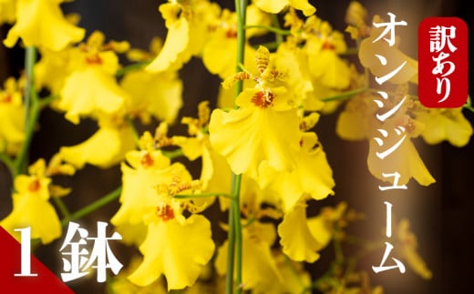 【12月から発送】【訳あり】オンシジューム ( アロハ・イワナガ ) １鉢 M~2L お花 花 はな フラワー インテリア 鑑賞 洋ラン 鉢 栽培 園芸 ガーデニング 初心者向け KN006