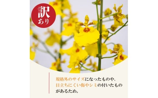 ã12æããçºéããèš³ããããªã³ã·ãžã¥ãŒã ( ã¢ããã»ã€ã¯ã㬠) ïŒé¢ M~2L ãè± è± ã¯ãª ãã©ã¯ãŒ ã€ã³ããªã¢ éè³ æŽã©ã³ é¢ æ œå¹ åèž ã¬ãŒããã³ã° åå¿è
åã KN006