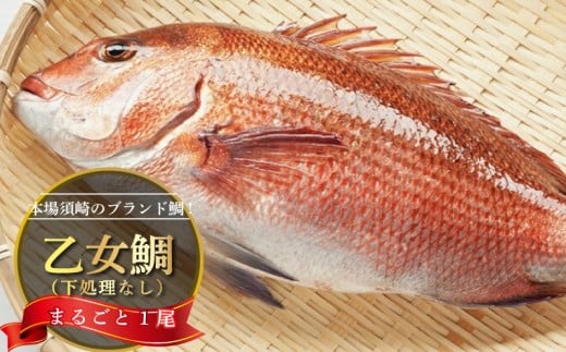鯛 まるごと 1尾 900g ～ 1kg 産地直送 高知県 乙女鯛 小島水産 ブランド鯛 新鮮 魚 鮮魚 ブランド 尾頭付き 刺身 お刺身 鯛めし 鯛鍋 鯛しゃぶ パエリア 高知県 須崎市 お祝い 贈答 ギフト 年賀 お中元 お歳暮 お食い初め 父の日 母の日 敬老の日 KS019_x