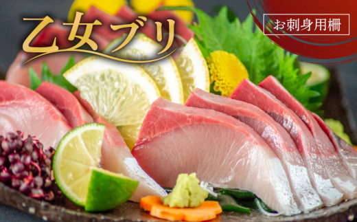 乙女 ブリ 800 ~ 1000 g ブランド 新鮮 鰤  ぶり ブリ しゃぶ 切り身 高知県 須崎市 高知 鰤 年末 正月 新鮮 鮮魚 魚（ 下処理有 ）KS0321-3x
