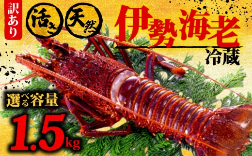 伊勢海老 1.5kg以上 イセエビ 伊勢エビ 海老 エビ ギフト 贈答 贈り物 天然 魚介 海の幸 鮮魚 刺身 刺し身 お造り 姿造り 焼き物 汁物 味噌汁 鍋 冷蔵 高級 高知県 須崎市 GK017