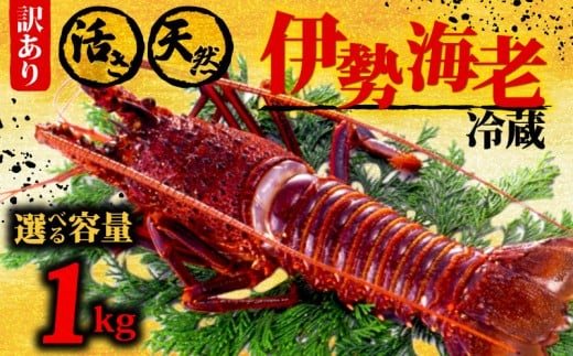 伊勢海老 1kg以上 イセエビ 伊勢エビ 海老 エビ ギフト 贈答 贈り物 天然 魚介 海の幸 鮮魚 刺身 刺し身 お造り 姿造り 焼き物 汁物 味噌汁 鍋 冷蔵 高級 高知県 須崎市  GK016