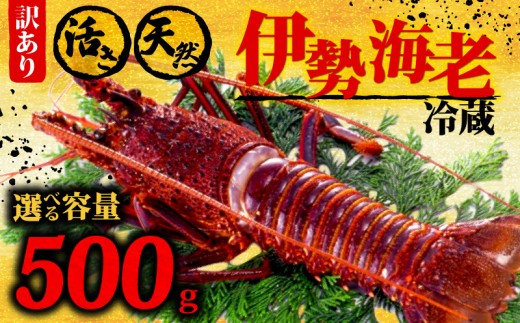 伊勢海老 500g以上 イセエビ 伊勢エビ 海老 エビ ギフト 贈答 贈り物 天然 魚介 海の幸 鮮魚 刺身 刺し身 お造り 姿造り 焼き物 汁物 味噌汁 鍋 冷蔵 高級 高知県 須崎市 GK015