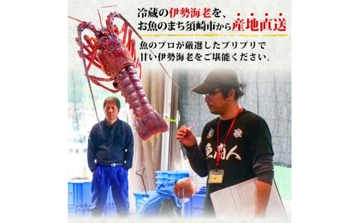 äŒå¢æµ·è 500gä»¥äž ã€ã»ãšã äŒå¢ãšã æµ·è ãšã ã®ãã èŽç èŽãç© å€©ç¶ éä» æµ·ã®å¹ž é®®é åºèº« åºã身 ãé ã å§¿é ã çŒãç© æ±ç© å³åæ± é å·èµ é«çŽ é«ç¥ç é åŽåž GK015