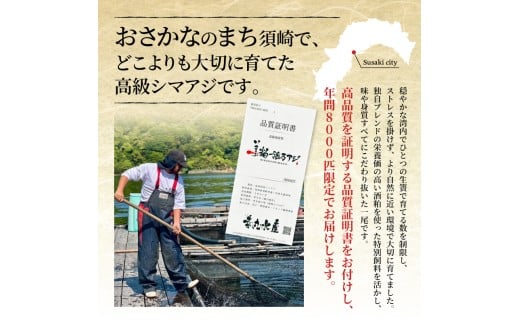 çŸç²ç¥äžã¢ãž 500g ãã£ãŒã¬ 4ãã㯠ãã£ãŒã¬ ã«ã ã¢ã©ä» é«çŽé åºèº« åºèº«çš çžé¯µ ã·ãã¢ãž 鯵 æµ·é®® é®®é æ°é®® éä» å·å é ãã㪠å°åã é«ç¥ç é åŽåž SCM002