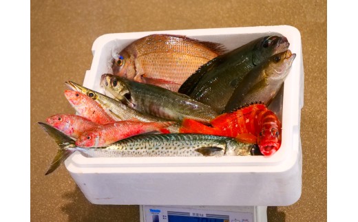 鮮魚BOX 4kg 刺身 刺し身 旬 海鮮 鮮魚 魚介 焼き 煮付け 炙り カルパッチョ 寿司 丼 おつまみ おかず ご飯に合う 米に合う コメに合う 家庭用 父の日 高級 冷蔵 高知県 須崎市 土佐 須崎魚商人組合 GK008