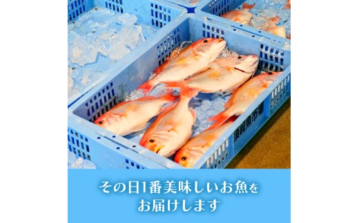 鮮魚BOX 4kg 刺身 刺し身 旬 海鮮 鮮魚 魚介 焼き 煮付け 炙り カルパッチョ 寿司 丼 おつまみ おかず ご飯に合う 米に合う コメに合う 家庭用 父の日 高級 冷蔵 高知県 須崎市 土佐 須崎魚商人組合 GK008