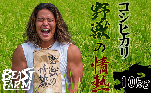 【令和7年産 新米早期予約】 コシヒカリ 10kg 8月下旬から発送 厳選 高知県産 新米 産地直送 米 お米 白米 精米 ごはん コシヒカリ ご飯 井上農園 高知県 須崎市 INN003
