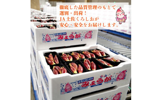 ç§å ãããã®ã¿ããã 1kg çç£éæ¥æ¬äž ç£å°çŽé ãã€ãã®ããã è¬å³ é«ç¥ç é«ç¥ é åŽ é åŽåž ããã ã¿ããã èè· ãã€ãããã èçŒãé°¹ ãœãé
¢ çãã ãã ãããã çé
¢æŒ¬ã é
¢ã®ç© å³åæ± å·ãæ± ãããã æŒ¬ç© å·å¥Ž å¯¿åž ãã©ã 倩ã·ã JA001