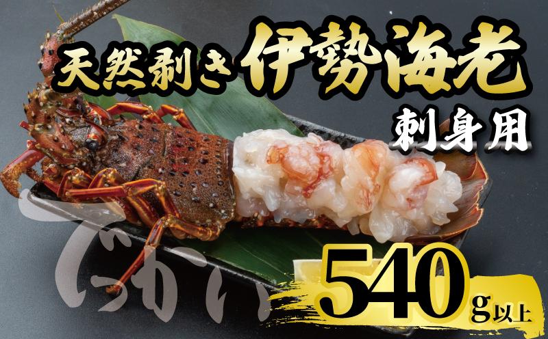 でっかい天然伊勢海老  刺身用 540g以上 冷凍 ( 特大サイズ 急速冷凍 えび エビ 高級 鮮魚 海鮮 魚介 刺身 焼き物 汁物 ギフト 贈答 贈り物 祝い 歳暮 中元 年末 年始 早期 予約 ) IKY098