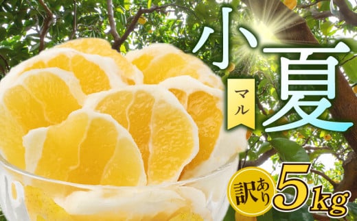 【早期予約 5月中旬～発送】 【 超訳あり 】 小夏 ( 日向夏 ) 5kg 産地直送 ニューサマーオレンジ マル 等級  旬 高知 県 須崎 産  柑橘 初夏 フルーツ 果物 こなつ コナツ ひゅうが夏 みかん オレンジ HK002