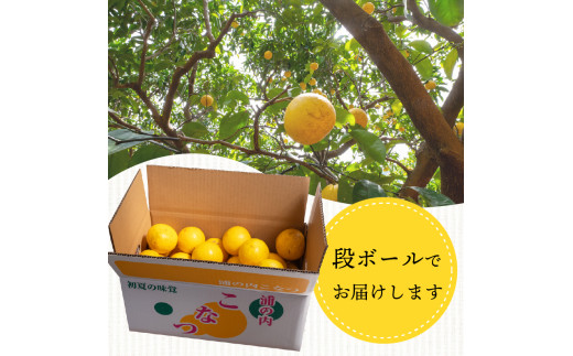【早期予約 5月中旬～発送】 【 超訳あり 】 小夏 ( 日向夏 ) 5kg 産地直送 ニューサマーオレンジ マル 等級  旬 高知 県 須崎 産  柑橘 初夏 フルーツ 果物 こなつ コナツ ひゅうが夏 みかん オレンジ HK002
