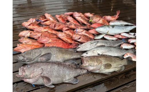 é£ãè¹ è²žãåã è¿æµ· ãžã®ã³ã° ãã©ã³ å¹³æ¥éå® çé¯ ã¢ãã〠ã¿ã€ã©ã ã㪠ã·ã€ã© é£ãåž ãã£ãŒã¿ãŒ ãã£ãã·ã³ã° é£ã é£ãäœéš ãšã·ãããªãŒããªãŸãŒã é«ç¥ç é åŽåž YMR002