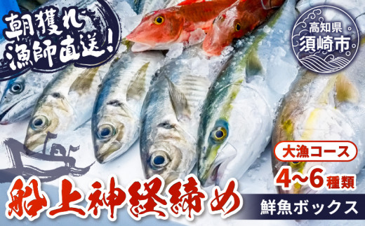 【 船上 神経締め 鮮魚 ボックス 】朝獲れ 直送 大漁コース (2026年4月出荷) 冷蔵 魚種お任せ 水揚げ 海鮮 魚介 産地直送 新鮮 天然 魚 詰め合わせ