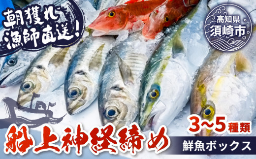 【船上神経締め鮮魚ボックス】朝獲れ直送 3~5種入り （2025年5月出荷) 冷蔵 魚種お任せ 水揚げ 海鮮 魚介 産地直送 新鮮 天然 魚 詰め合わせ