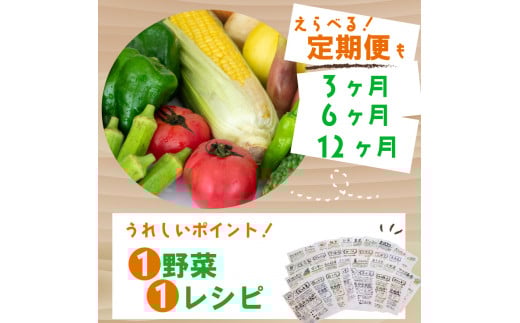野菜定期便 7品~8品 12ヵ月 産地直送 朝採れ （ 7品 ～ 8品 野菜 セット 詰め合わせ 特産 季節 旬 新鮮 彩 ベジタブル 高知県 須崎市  ）NPO22000