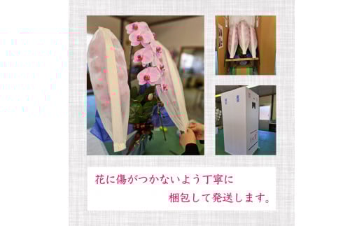 母の日 ギフト 花 人気 胡蝶蘭 3本立て ピンク スタンダード お祝い プレゼント 贈り物 贈答 須崎洋蘭園 SY003