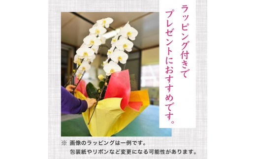 母の日 ギフト 花 人気 【訳あり】胡蝶蘭 3本立て 白 スタンダード お祝い プレゼント 贈答 贈り物 須崎洋蘭園 SY016