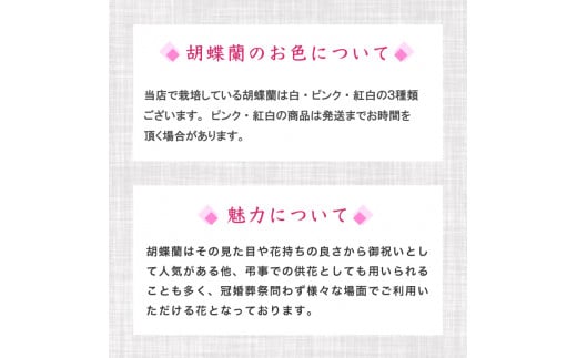 母の日 ギフト 花 人気 【訳あり】胡蝶蘭 蘭 ラン 3本立て ピンク スタンダード お祝い プレゼント 贈り物 贈答 須崎洋蘭園 SY013