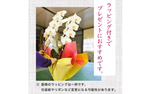 母の日 ギフト 花 人気 【訳あり】胡蝶蘭 蘭 ラン 3本立て ピンク スタンダード お祝い プレゼント 贈り物 贈答 須崎洋蘭園 SY013