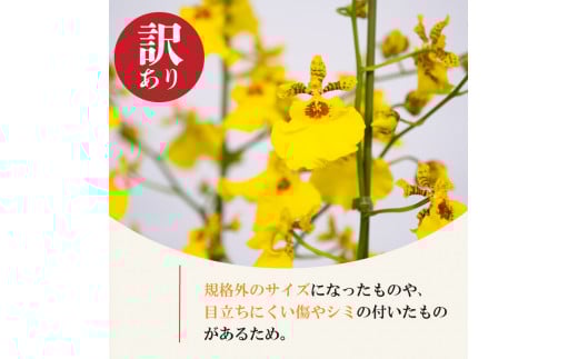 【定期便3ヶ月】オンシジューム ( アロハ・イワナガ ) 【訳あり】１鉢 M~2L お花 花 はな フラワー インテリア 鑑賞 洋ラン 鉢 栽培 園芸 ガーデニング 初心者向け KN1000