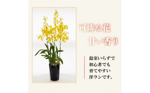 【定期便3ヶ月】オンシジューム ( アロハ・イワナガ ) 【訳あり】１鉢 M~2L お花 花 はな フラワー インテリア 鑑賞 洋ラン 鉢 栽培 園芸 ガーデニング 初心者向け KN1000