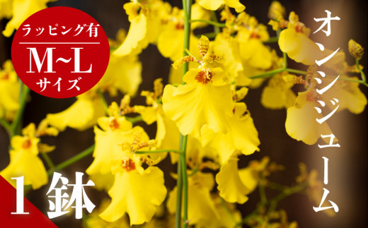 オンシジューム ( アロハ・イワナガ ) １鉢 M～L ラッピング有 お花 花 はな フラワー インテリア 鑑賞 洋ラン 鉢 栽培 園芸 ガーデニング 母の日 プレゼント ギフト 贈り物 初心者向け KN008