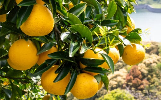 【訳あり】小夏 (日向夏) ヘルシー小夏ちゃん 3kg 2026年5月末から発送  | 家庭用 期間 数量 限定 旬 人気 果物 くだもの 柑橘 フルーツ みかん ジュース 高知県 須崎市 KYM009