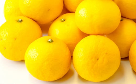 【訳あり】小夏 (日向夏) ヘルシー小夏ちゃん 3kg 2026年5月末から発送  | 家庭用 期間 数量 限定 旬 人気 果物 くだもの 柑橘 フルーツ みかん ジュース 高知県 須崎市 KYM009