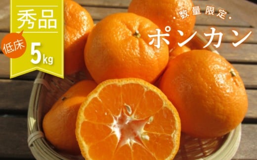 みかん ぽんかん  秀品 5kg 早期受付開始 2027年1月中旬～発送 蜜柑 みかん 先行予約 果物 くだもの フルーツ 柑橘 濃厚 甘い 甘味 産地直送 農家直送 数量限定 国産 ギフト 贈答 高知県産 須崎 KG014-2x