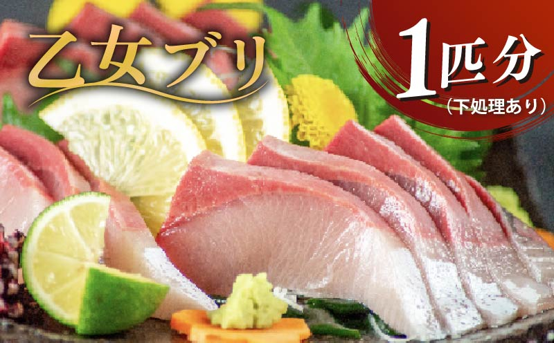 乙女 ブリ 丸ごと1本 約 3kg （下処理有） お刺身 刺身 ブランド 新鮮 鰤 ぶり 冷蔵 ブリ しゃぶ 高知県 須崎市 高知 鰤 年末 正月 KS0341-3x