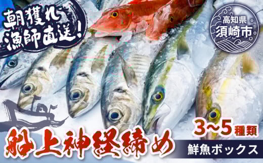 【船上神経締め鮮魚ボックス】朝獲れ直送 3~5種入り （2026年3月出荷) 冷蔵 魚種お任せ 水揚げ 海鮮 魚介 産地直送 新鮮 天然 魚 詰め合わせ